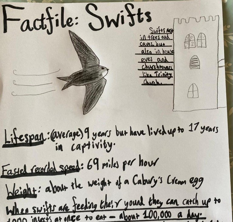 Devon Swift Project